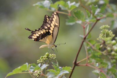 Giant Swallowtail.jpg