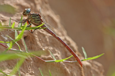 Russet-tipped Clubtail.jpg