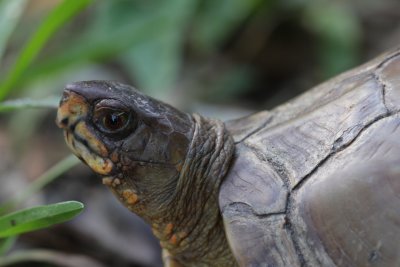 Three-Toed Box Turtle.jpg