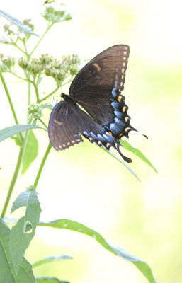 Eastern Tiger Swallowtail.jpg