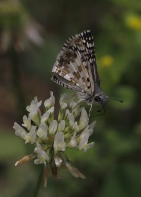 Checkered Skipper.jpg