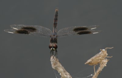 Four-Spotted Pennant.jpg