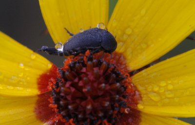 Tumbling Flower Beetle.jpg