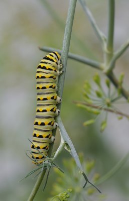 Black Swallowtail caterpillar.jpg