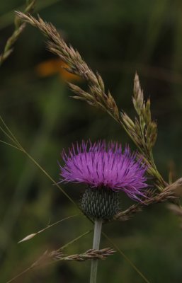 Texas Thistle.jpg