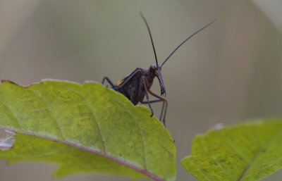 Scorpionfly.jpg