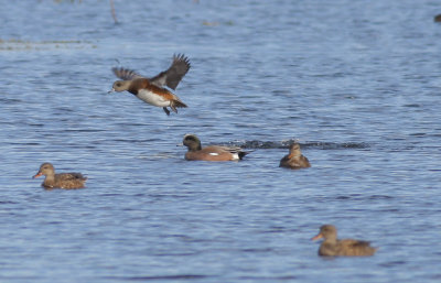 American Wigeon.jpg