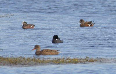 American Wigeon and Coot.jpg