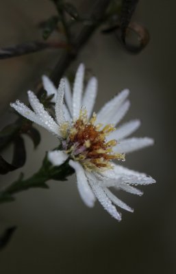 Aster1.jpg