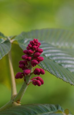 Red Buckeye.jpg