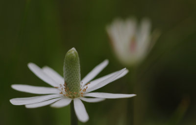 Ten-petal Anemone 2.jpg