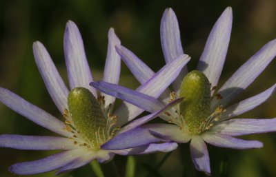 Ten-petal Anemone1.jpg