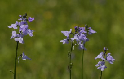 Texas Toadflax 3.jpg