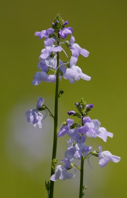 Texas Toadflax 1.jpg