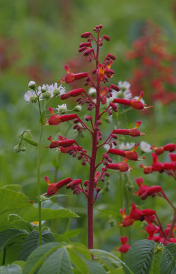 Red Buckeye.jpg