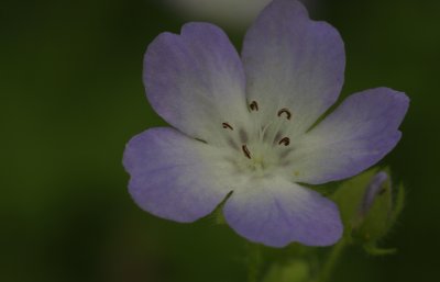 Baby Blue-eyes.jpg