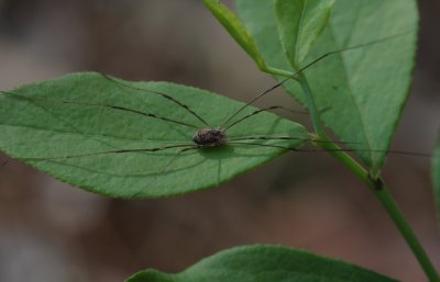 Big Thicket area-01-1.jpg