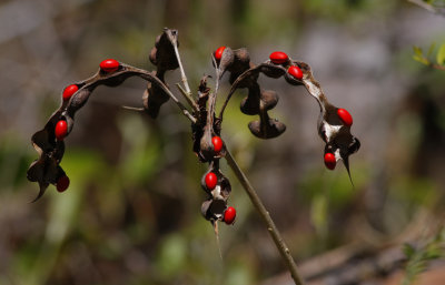 Big Thicket area-11-1.jpg