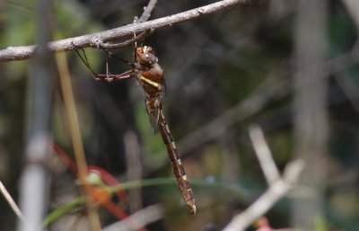 Big Thicket area-12-1.jpg