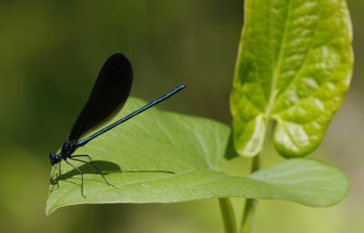 Big Thicket area-18-1.jpg