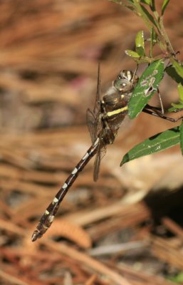 Big Thicket area-19-1.jpg