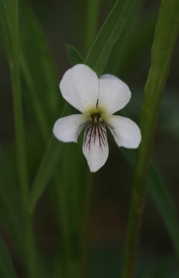 Big Thicket area-22-1.jpg