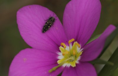 Beetle on Meadow Pink.jpg