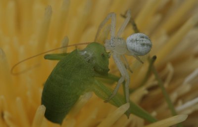 Crab Spider eating Katydid.jpg