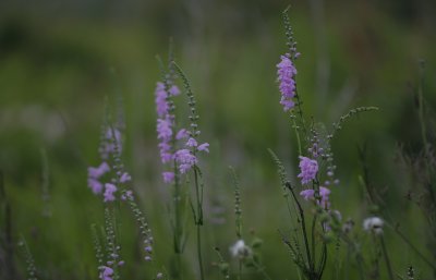 False Dragonhead 1.jpg