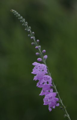 False Dragonhead.jpg