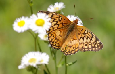 Variegated Fritillary.jpg