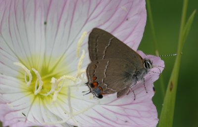 Northern Oak Hairstreak.jpg