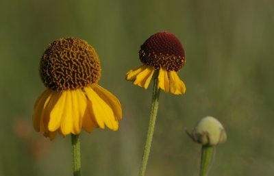 Purple-head Sneezeweed.jpg