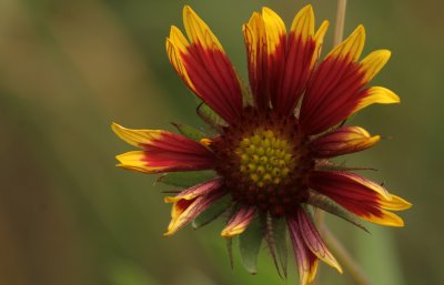 Indian Blanket 1.jpg