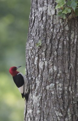 Red-headed Woodpecker.jpg