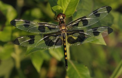 Banded Pennant.jpg