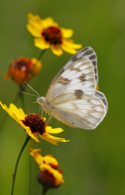 Checkered White 1.jpg