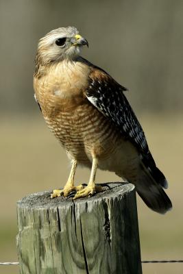 Red-shouldered Hawk.jpg
