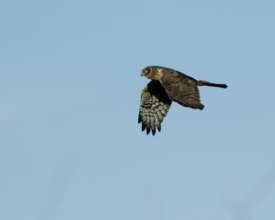 Northern Harrier.jpg