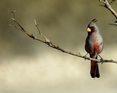 BBNP061.jpg