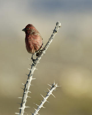 BBNP065.jpg