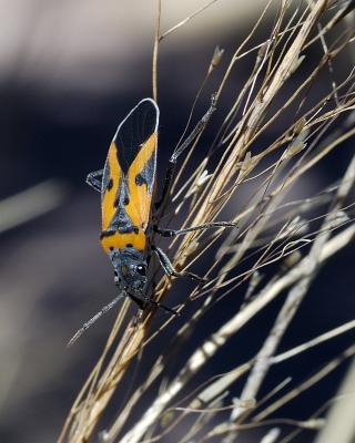 BBNP072.jpg