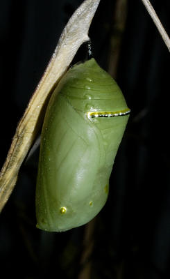 Chrysalis.jpg