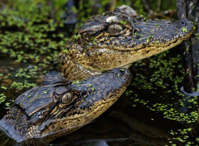 Baby Alligators.jpg