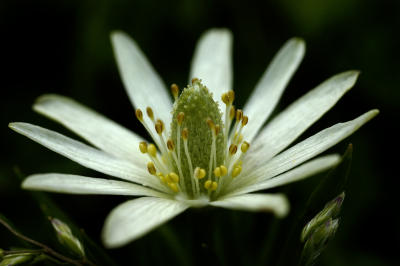 Ten-petal Anemone.jpg