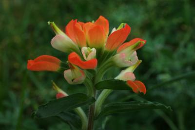 Indian Paintbrush.jpg