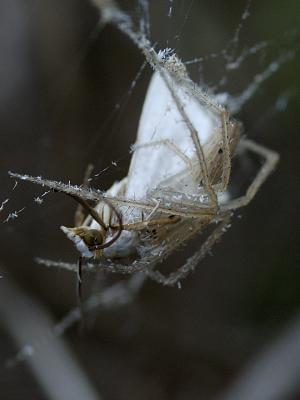 Spider with Moth.jpg