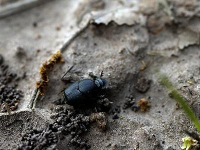 Dung Beetle.jpg