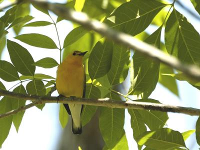 Prothonotary Warbler.jpg