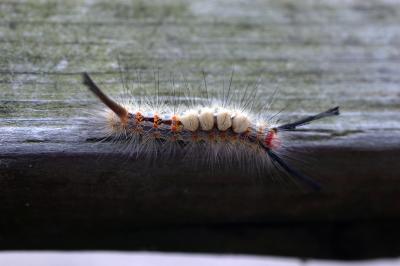 g3/67/427067/3/58697599.TussockMothcaterpillar.jpg